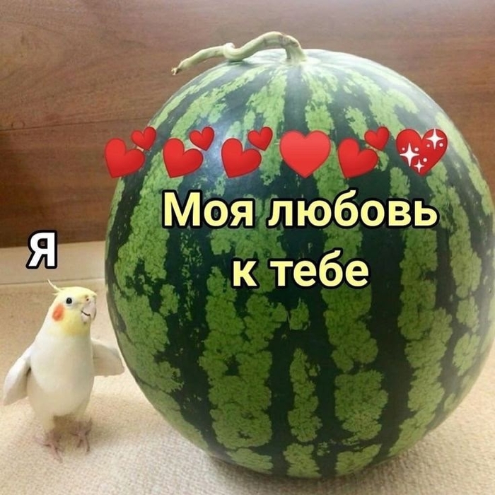 ��� ����� �������� ���������