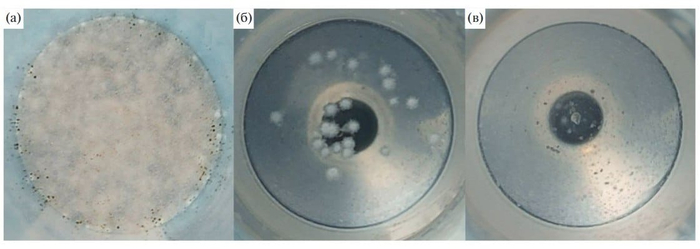 ���� Aspergillus niger F-4815D ����� ���� ����� ����� ������: � � �� ����� � ��������� ��� ���������������, � � �� ����� � 0,01% ��������������� � ���������, � � �� ����� � 0,01% ��������������� ��� �������� / � ���������� � ��������������