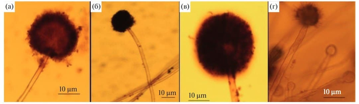 ������������ Aspergillus niger F-4815D: � � ����� ������, � � ����� ������ + ��������������, � � ����� ������ ��� ��������, � � ����� ������ ��� �������� + �������������� / � ���������� � ��������������