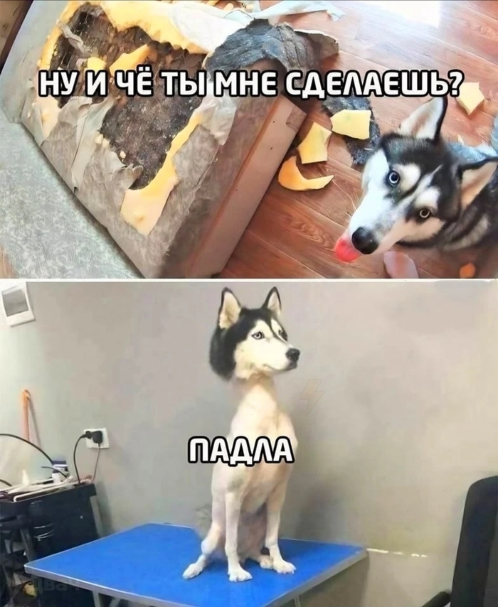 Мемусик