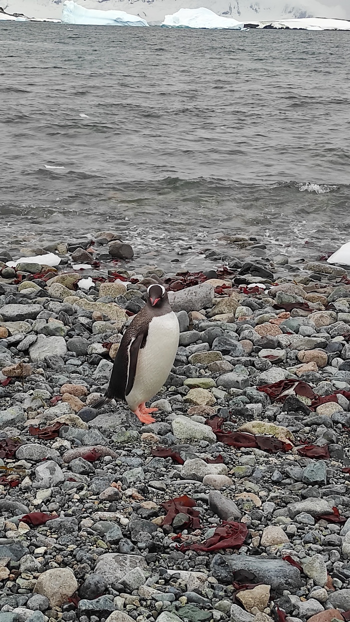 � ������, ���� �� ������ ��������?..