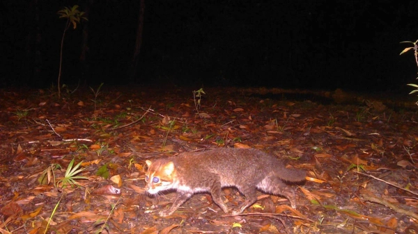 ������ ����� ������������� �����. ����: Thailand�s Department of National Parks, Wildlife and Plant