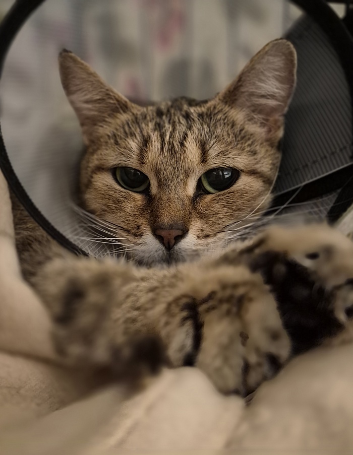 ���� �����, ��������