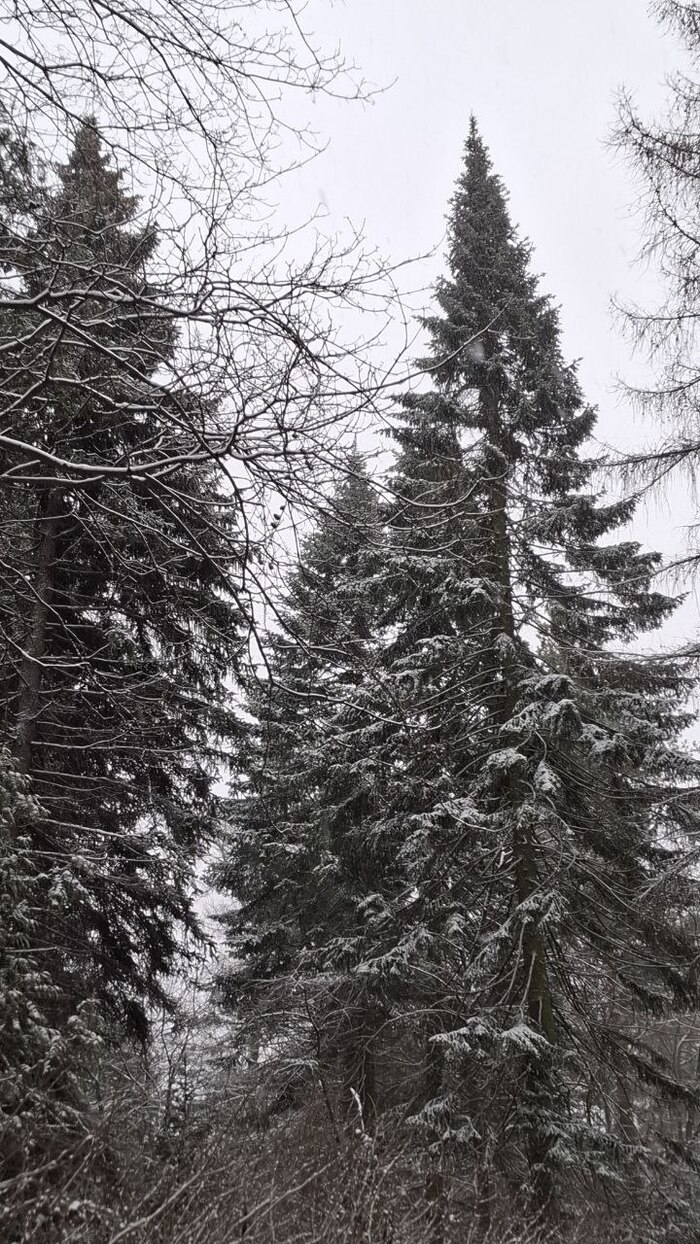 ����� ���, ��������, ��������