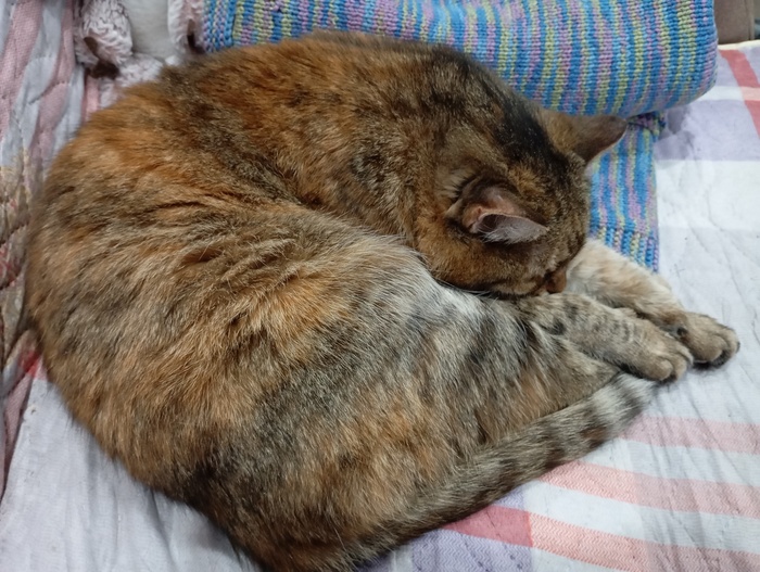 ���� ������. �����