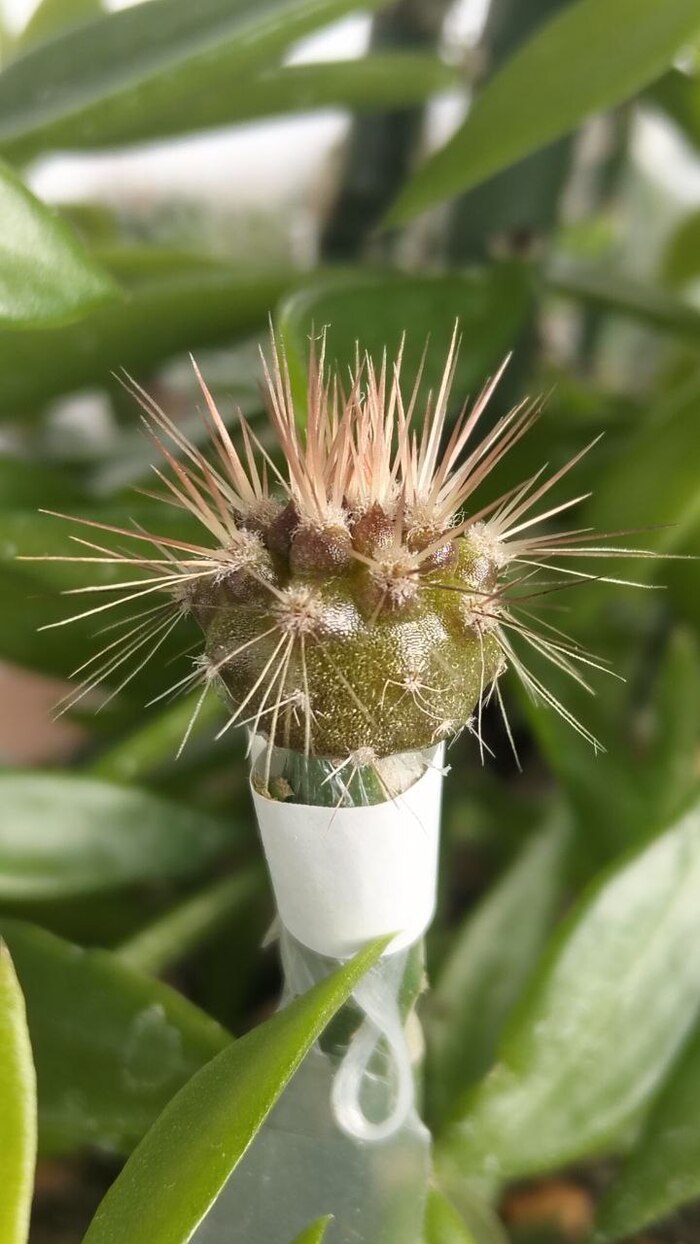EULYCHNIA breviflora f. longispina 