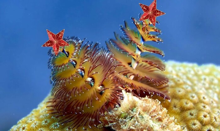 Новогодняя ёлочка на дне океана. Необычный морской червь