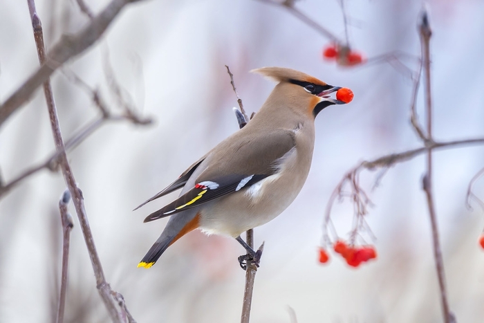 Свиристель с ягодой рябины