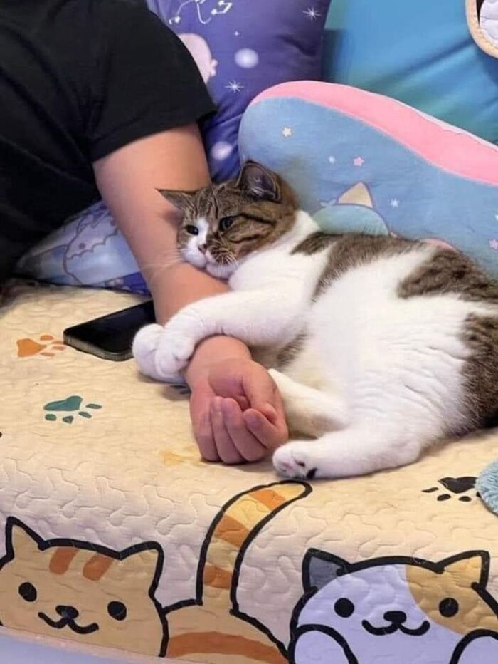 ��� ��������� ������