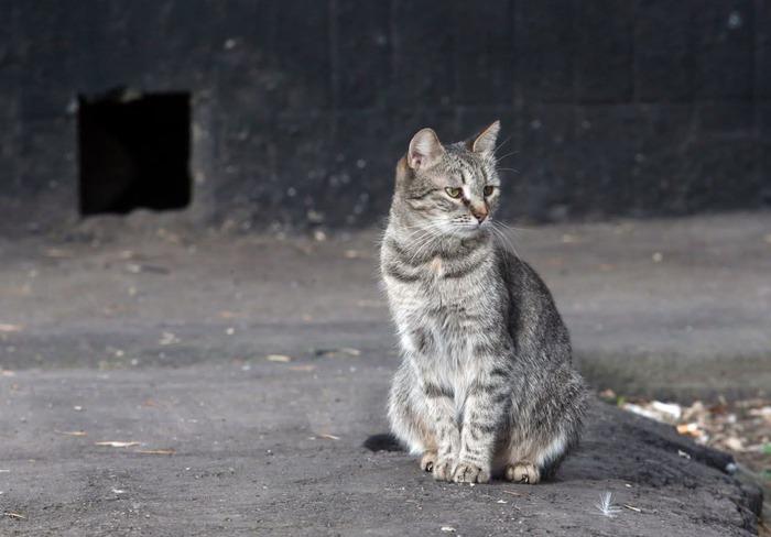 ��� ����� - ����� ��� �������?