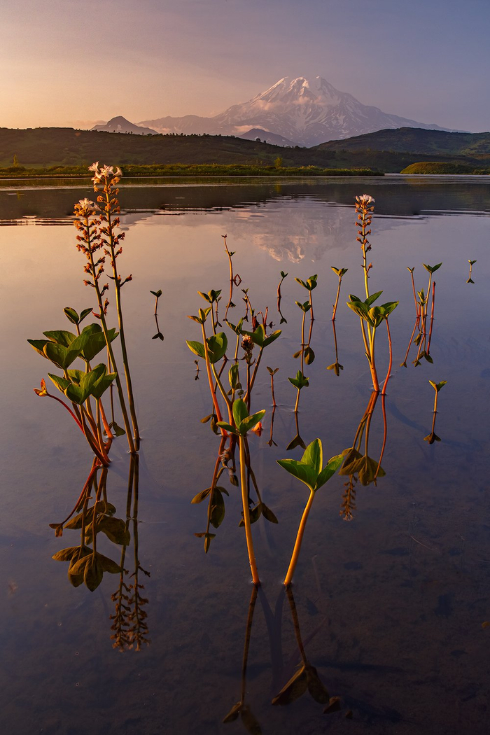 Фото: Денис Будьков <a href="https://pikabu.ru/story/krasota_kamchatki_13550398?u=https%3A%2F%2Frtraveler.ru%2Fphoto%2F1480356%2F%3Feditorial_photos%3D1&t=%D0%BE%D1%82%D1%81%D1%8E%D0%B4%D0%B0&h=bb6399932f4baf9e440a5bd6ef04c1ae89ae75a7" title="https://rtraveler.ru/photo/1480356/?editorial_photos=1" target="_blank" rel="nofollow noopener">отсюда</a>