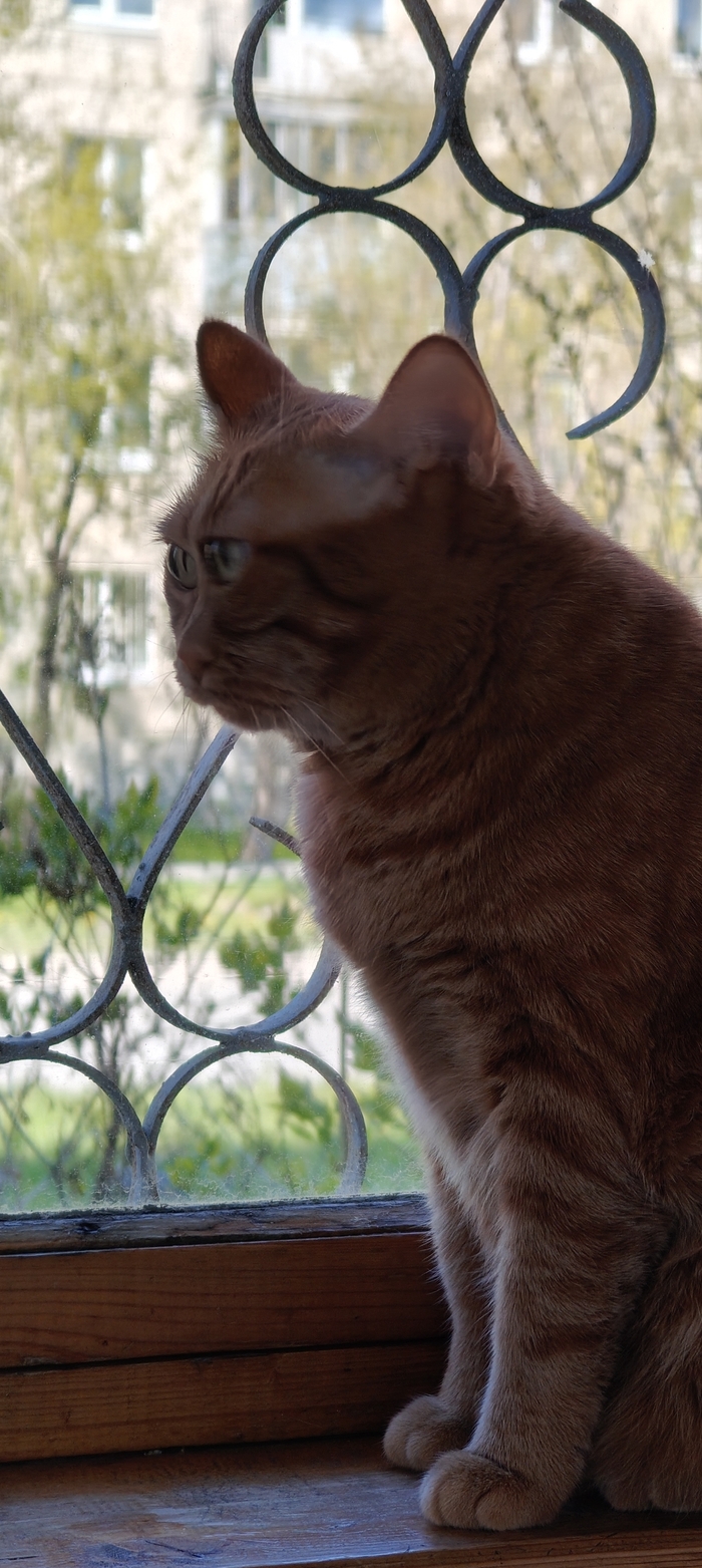 ������� ���� �����