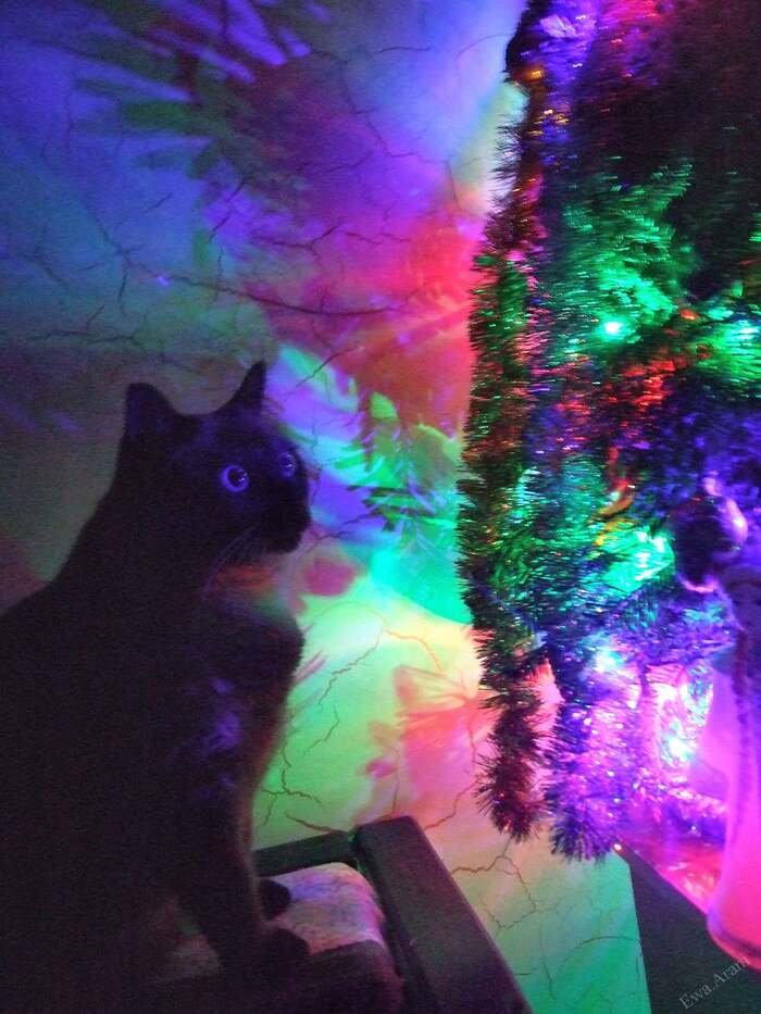 ���� ������ ����� ��������