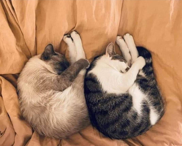 Синхронный сон