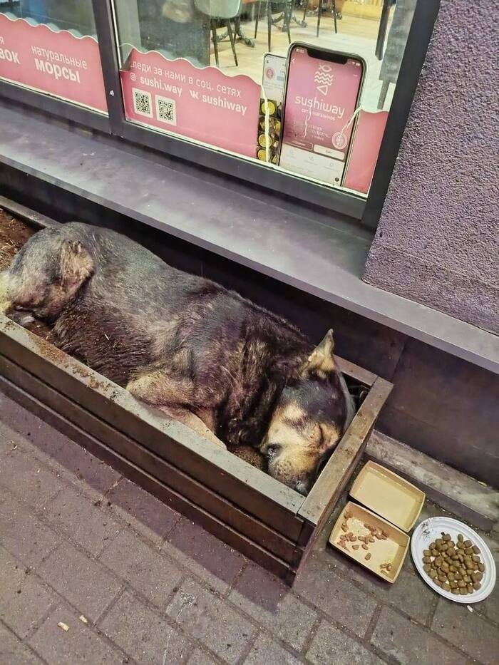 ����, ������ �����