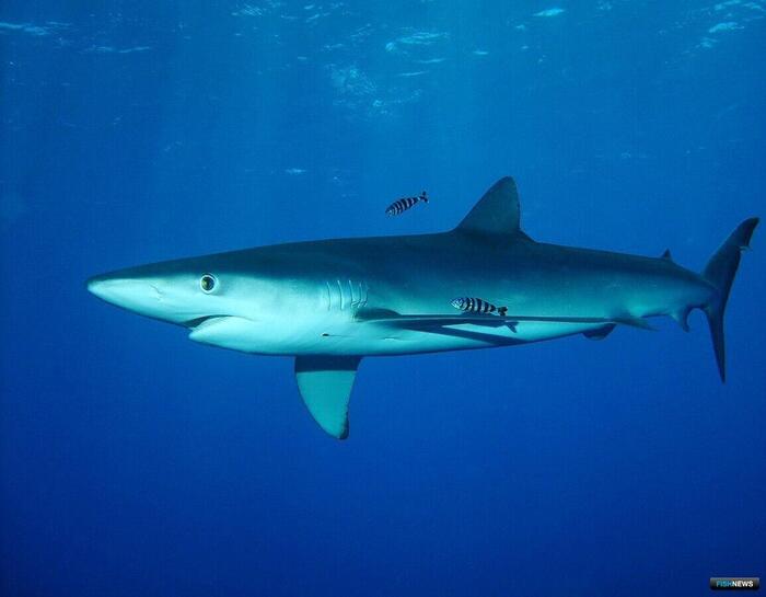 �� �����, ���.