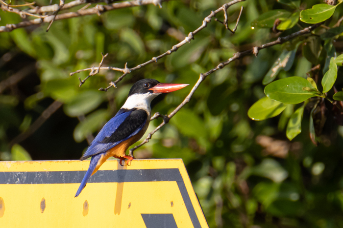 ���-�� � ��������� ����� ��������