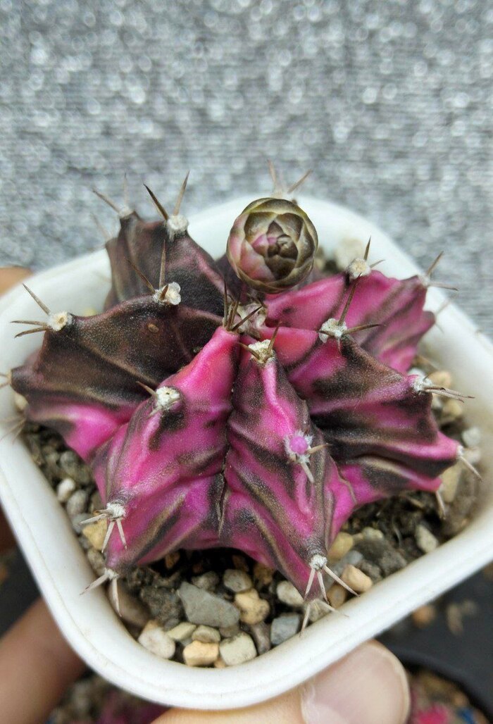 ����� ������ ����