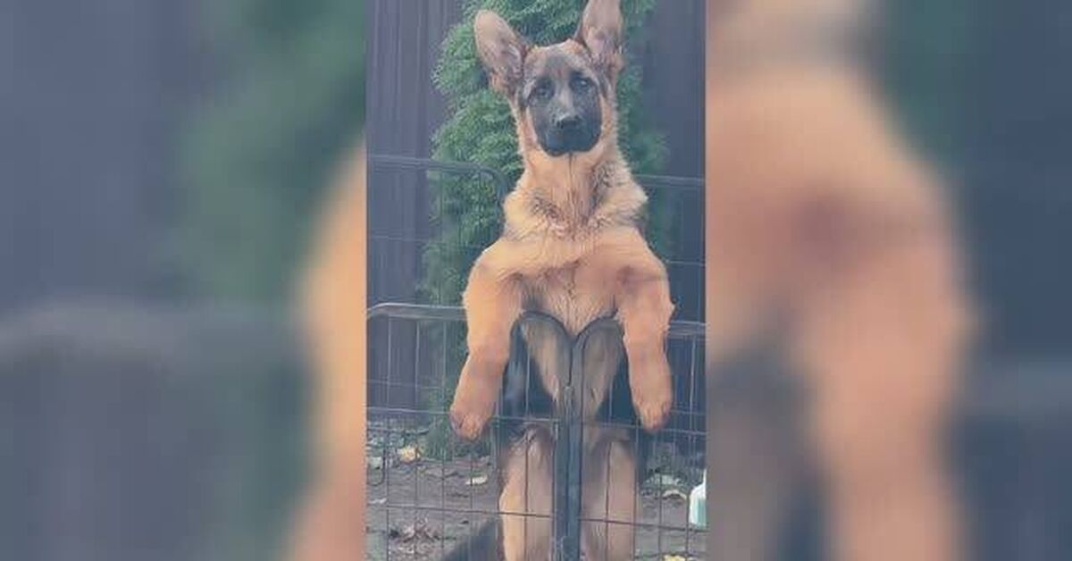 Funny dogs, cats, and others (Part 13) - Series Cute and funny ponytails, Animals, Pets, Rutube, cat, Humor, Small cats, Fun, Paws, Fat cats, German Shepherd, Sphinx, Dog, Video