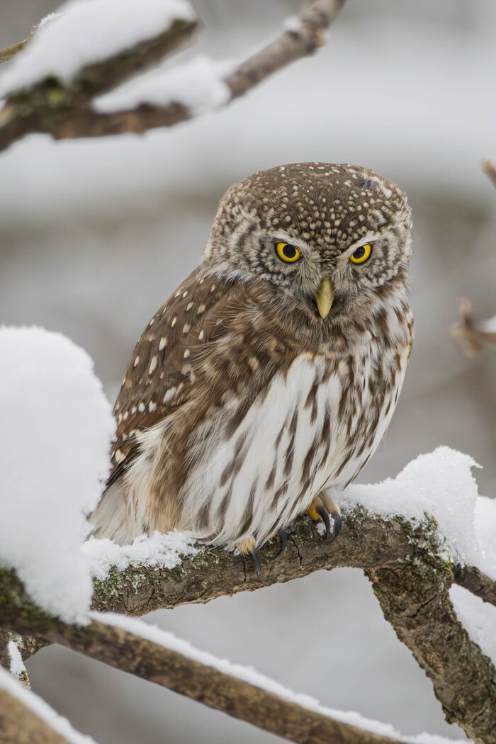 ��� ���� �������)