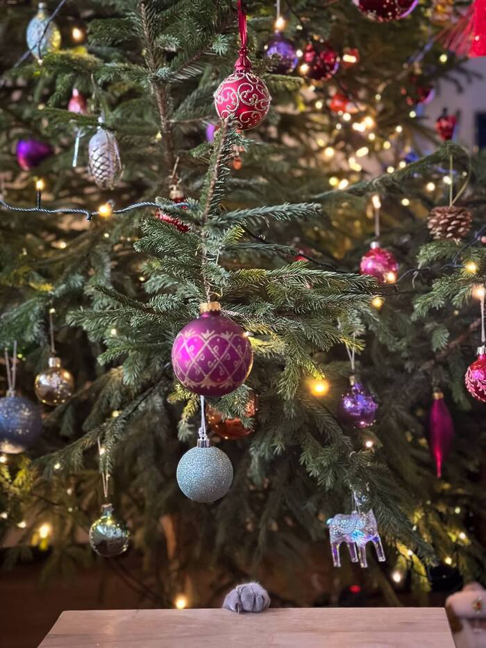 При съемке этого фото ни один кот не пострадал