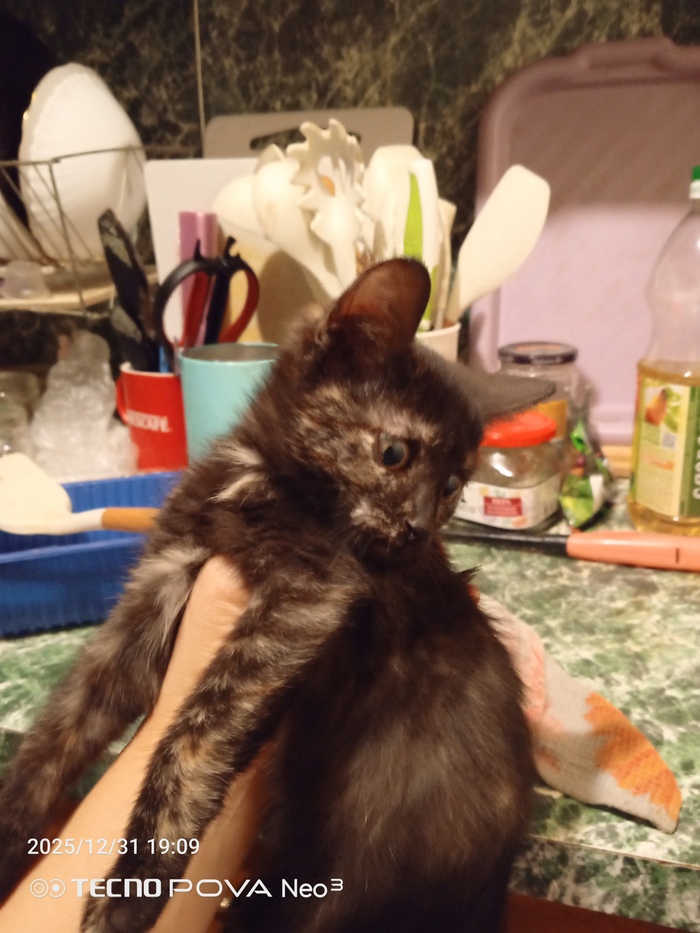 ����, ����������.