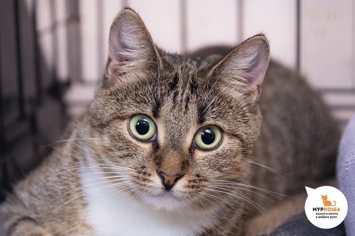 ����� ������������, 2 ����, ������� �� �����.