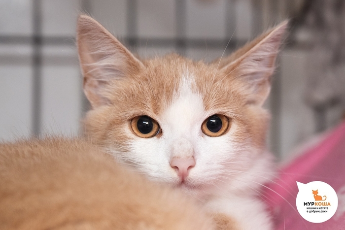 ������-������� �������, 7 �������, ������ �� �����.