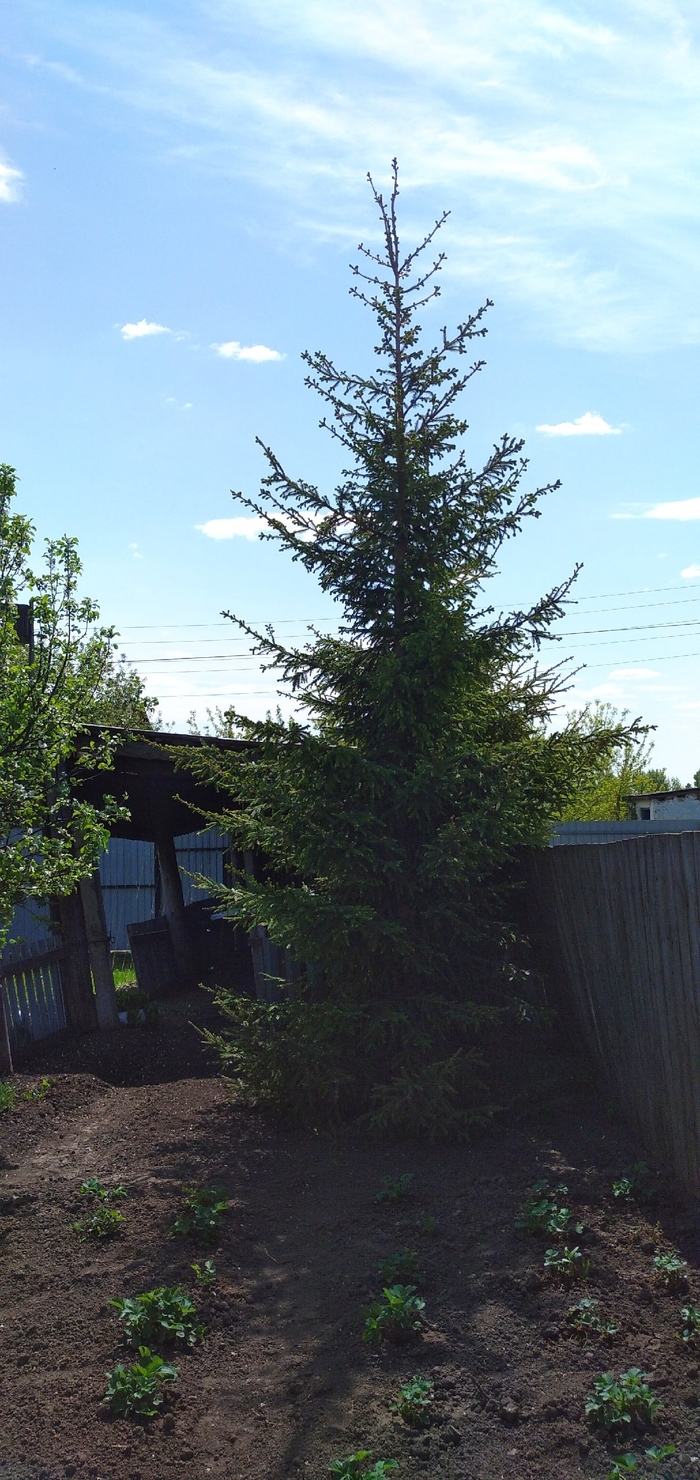 ��� ����, �����-��������. ���� ����� ��������