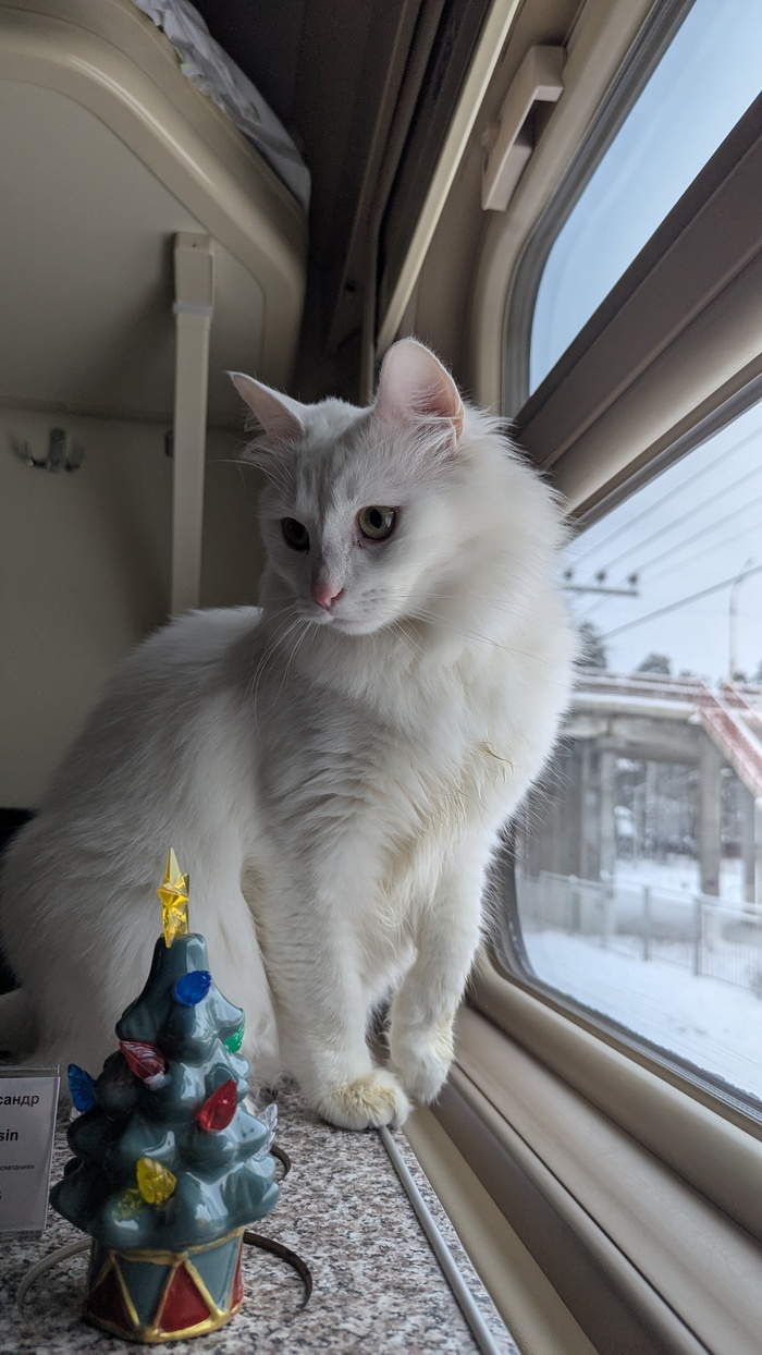 Ответ на пост «Моя лучшая фотография кота в прошлом году»