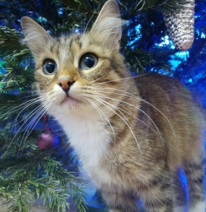 С Новым Годом !