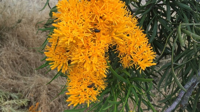 Соцветия нуйтсии. Фото с сайта <!--noindex--><a href="https://pikabu.ru/story/nuytsiya_obilnotsvetushchaya_13560715?u=http%3A%2F%2Fkajabi-cdn.com&t=kajabi-cdn.com&h=d1cd50434a3f0187d2ba7112d0d6e5ac8e67006c" title="http://kajabi-cdn.com" target="_blank" rel="nofollow noopener">kajabi-cdn.com</a><!--/noindex-->.