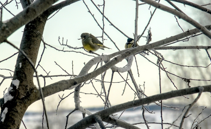 Зимняя зеленушка