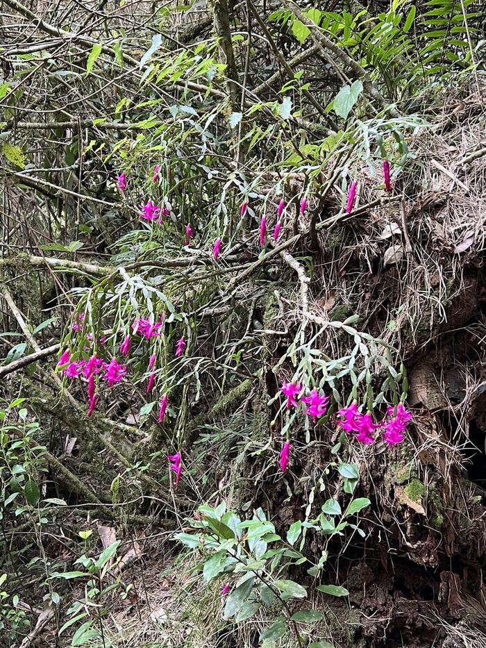 ����������� ������� � �������. ���� Vinicius Albergaria � ����� iNaturalist.