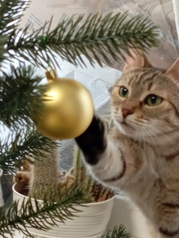 Новогодние котики