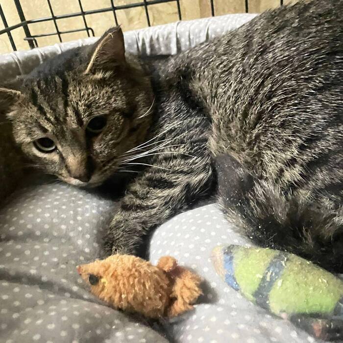 Ласковый котик Атти умоляет не возвращать его на улицу!