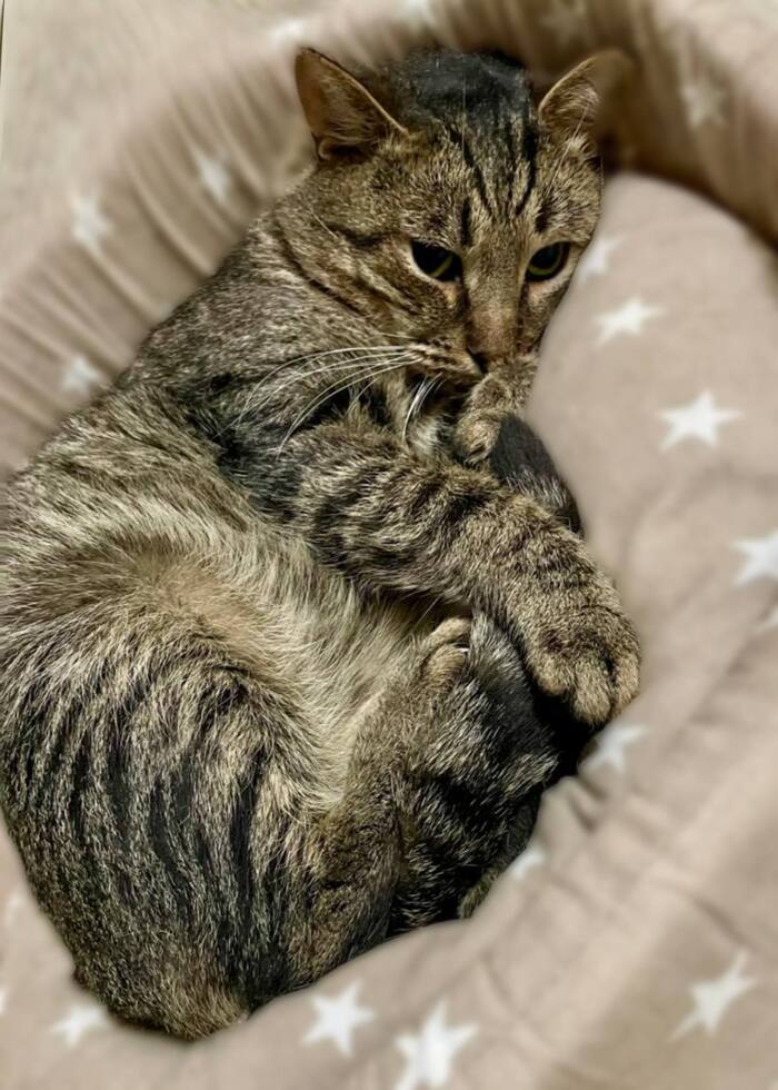 Ласковый котик Атти умоляет не возвращать его на улицу!