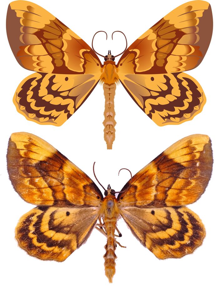 Gandaritis fixseni - ��������� ��������� �������