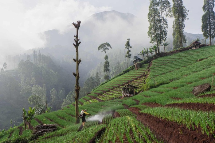 �����, ���������. ������ ����������� ���� ������ ������. ����������, ��� ������ ����� ���������� �� ��������� � ������� ����� ��-�� ��������������� ������, ��������� � ���������� �������. ����������: Algi Febri Sugita.