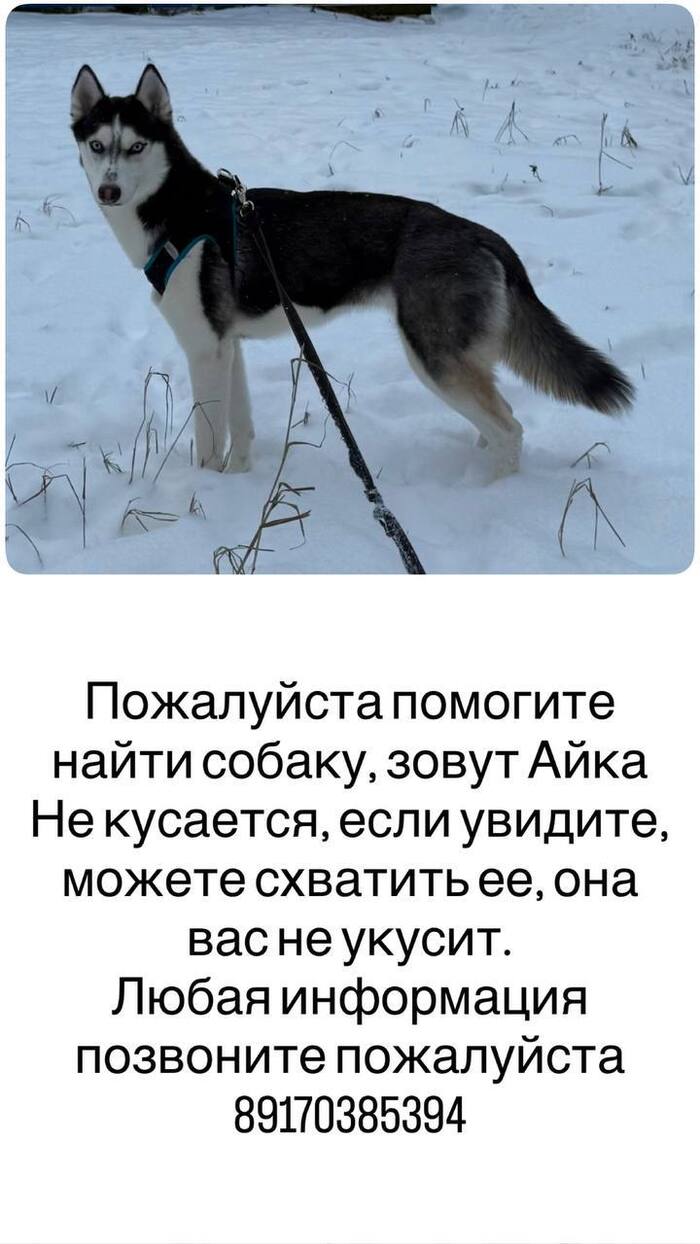 Потерялась собака 1.01.2026