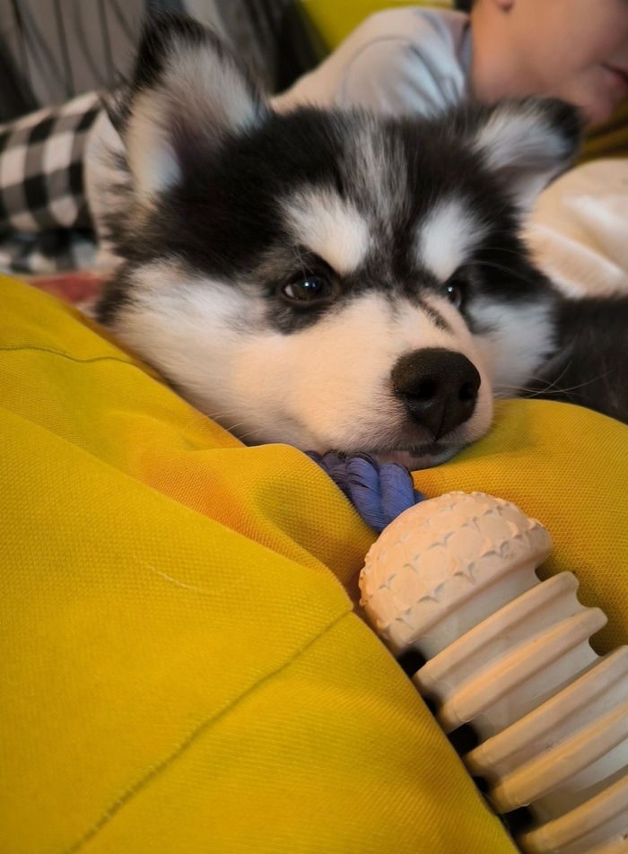 Элвис (он же Эдуард)