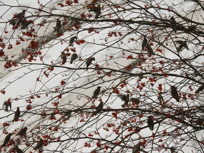 Стая свиристелей. 2025 — Новый год — 2026, Санкт-Петербург.