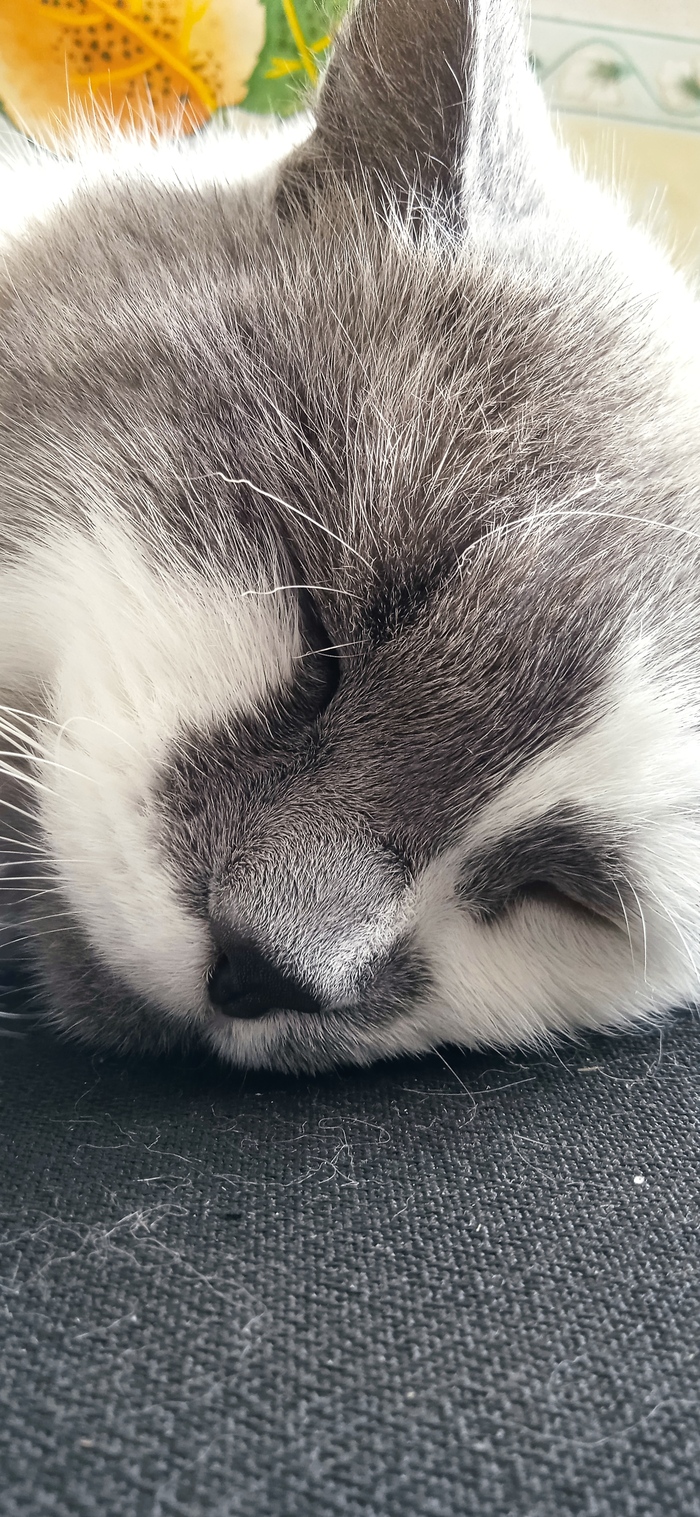 "Деревня: инструкция по применению".#3 Пушистый