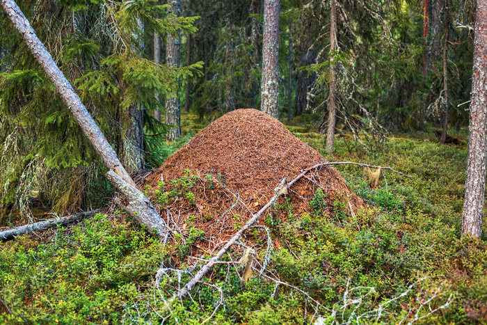 ���������� � ������������ �������, ������ ��� ������, ��� ����� ������� � �������