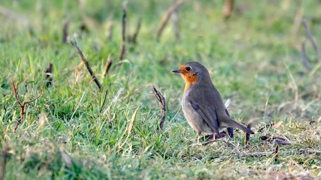 ����� �����������, ����������� ������. ��� ������������ ��� ��� ������, ���� �� ��� ����� �� ����������, � �������� � ������������. � ��� ������������� ������� ������, ����� ����� �������� �������� "��-��-��".