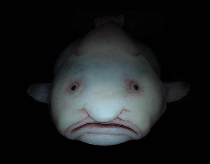 � <!--noindex--><a href="https://pikabu.ru/story/ryibakaplya_morskoy_obitatel_s_litsom_grustnogo_starika_13567742?u=http%3A%2F%2Fpinterest.com&t=pinterest.com&h=2ff2c69448f2e8e1907ad321a6afe8f2b378d982" title="http://pinterest.com" target="_blank" rel="nofollow noopener">pinterest.com</a><!--/noindex-->