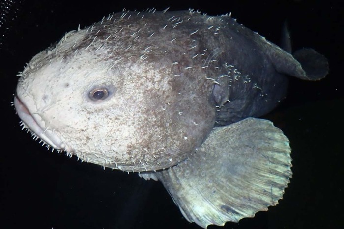 � <!--noindex--><a href="https://pikabu.ru/story/ryibakaplya_morskoy_obitatel_s_litsom_grustnogo_starika_13567742?u=http%3A%2F%2Fpinterest.com&t=pinterest.com&h=2ff2c69448f2e8e1907ad321a6afe8f2b378d982" title="http://pinterest.com" target="_blank" rel="nofollow noopener">pinterest.com</a><!--/noindex-->