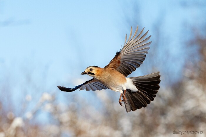 ������ ����