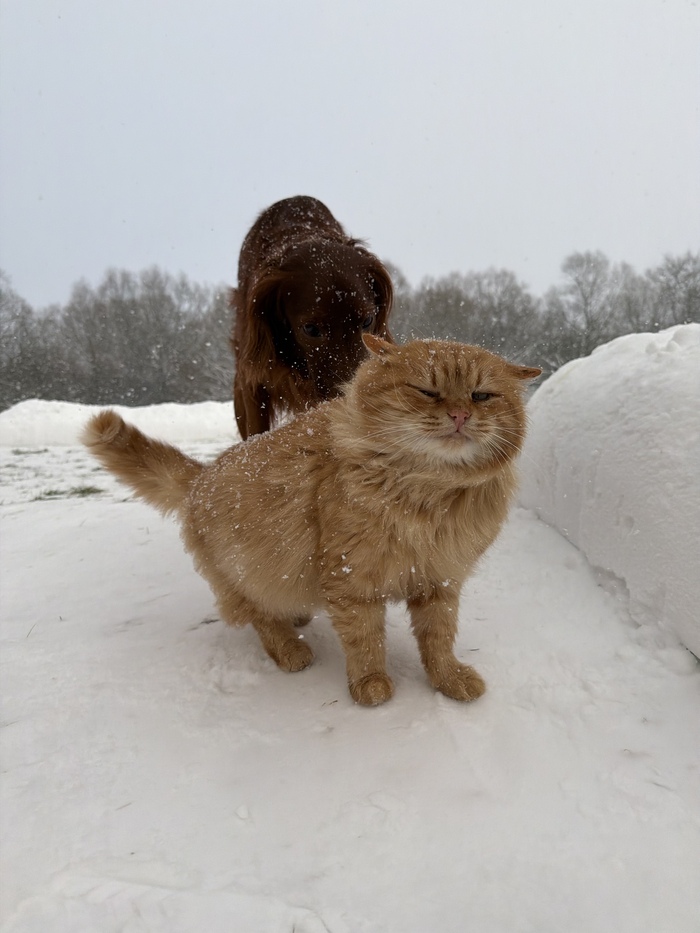 ϸ� � ���������� ���������� ����������� ������ ������