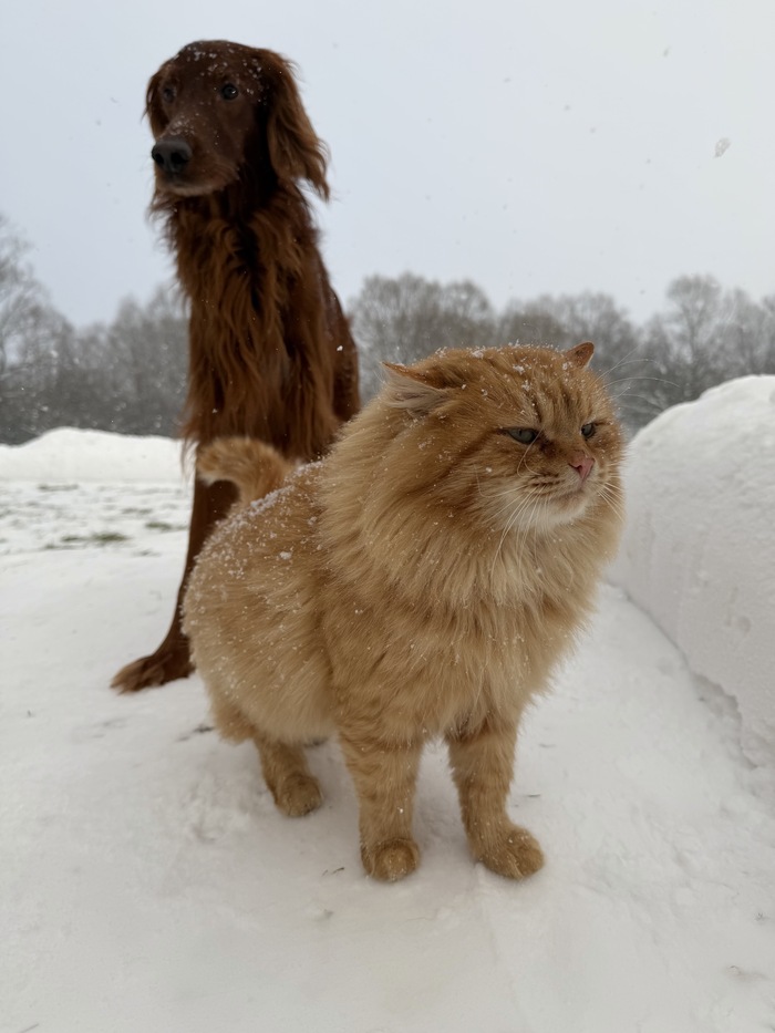 ��������������� ����������